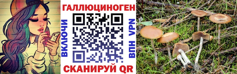 omg ССЫЛКА  Ядрин  Псилоцибиновые грибы Cubensis 
